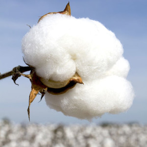 benefits_of_cotton_the_natural_choice